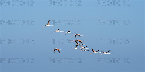 Greater flamingos