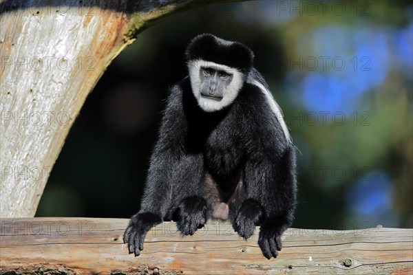 Mantled guereza