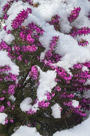 Winter heath