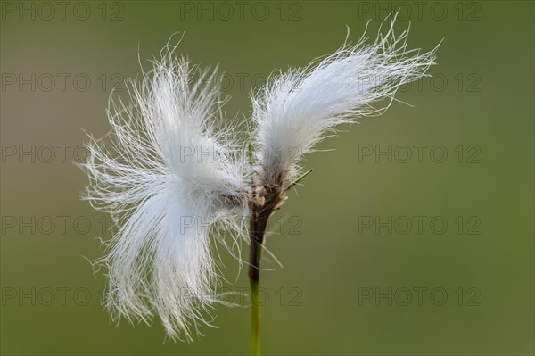 Hare's-tail cottongrass