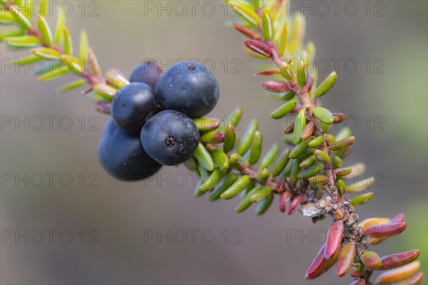 Crowberry