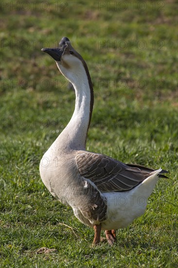 Mute goose