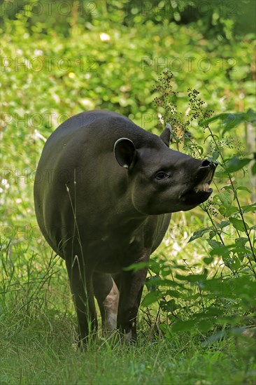 Lowland tapir