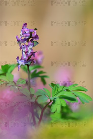 Hollow larkspur