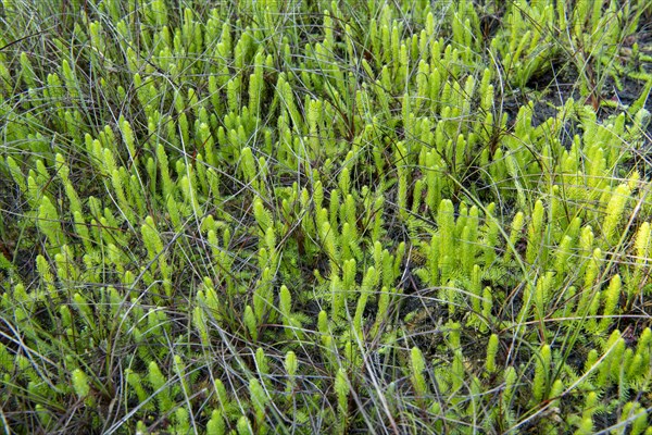 Inundated Club Moss