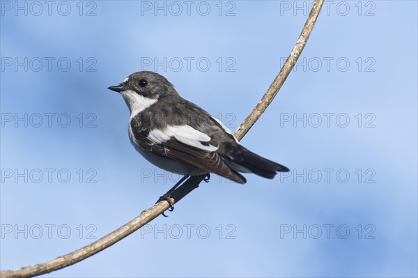 European Pied Flycatcher