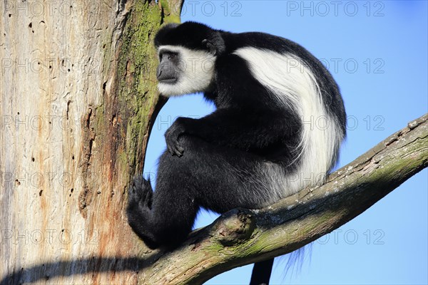 Mantled guereza