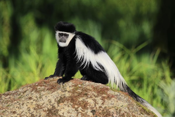 Mantled guereza