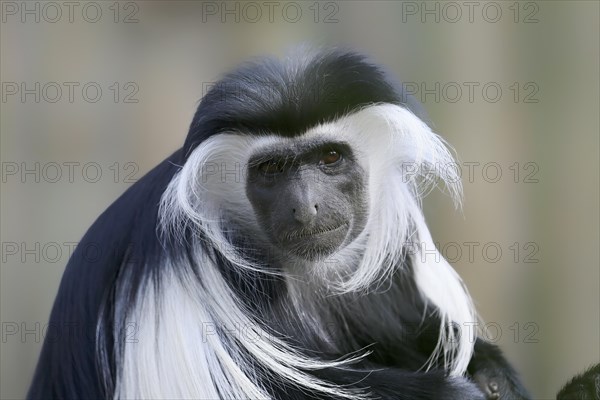 Tanzania stubby monkey