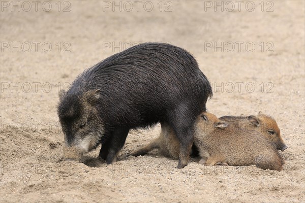 White-lipped peccary