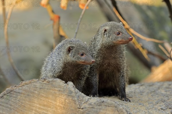 Dwarf mongoose