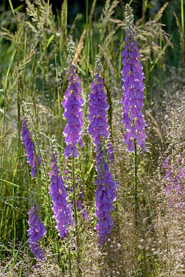 Common foxglove