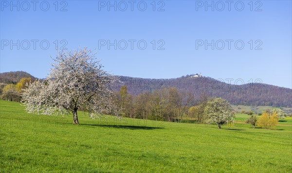 Orchard meadow