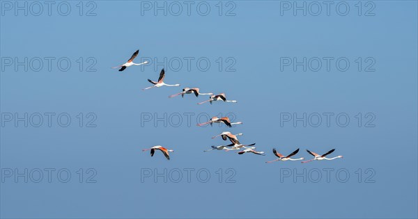 Greater flamingos