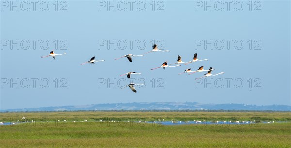 Greater flamingos