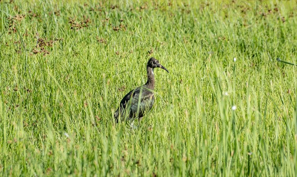 Glossy ibis