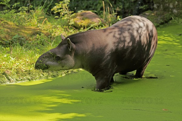 Lowland tapir