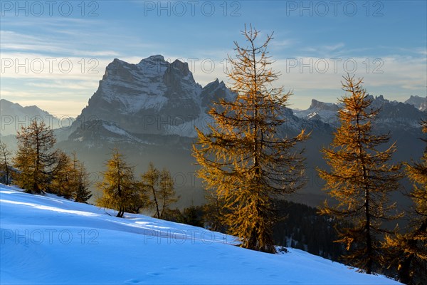 Peak of Monte Pelmo in the evening light with larch forest in the foreground