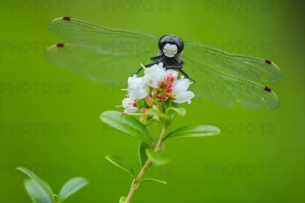 White-faced darter