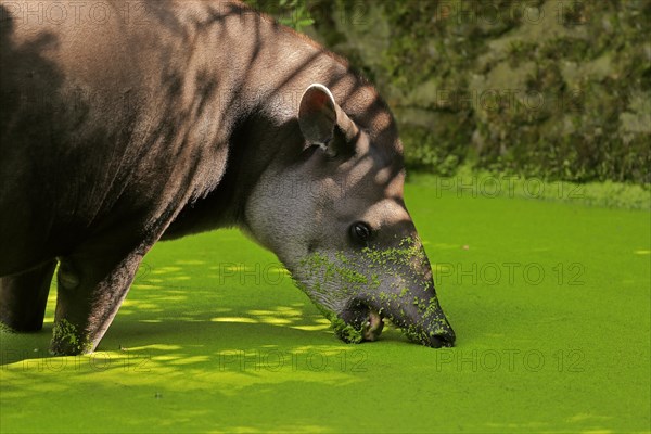 Lowland tapir