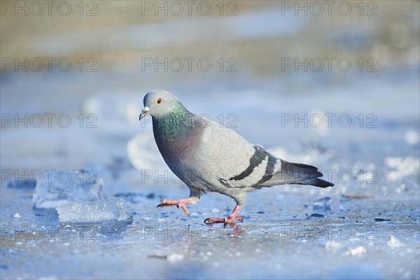 Pigeon