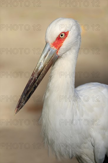 Maguari stork