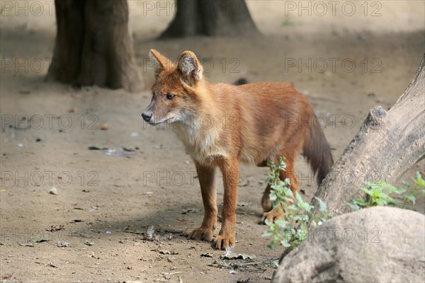 Dhole