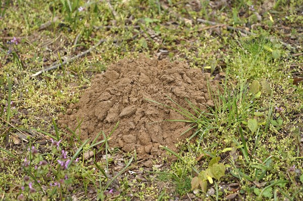 Mole mound in a meadow