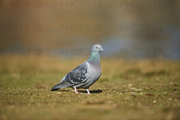 Pigeon