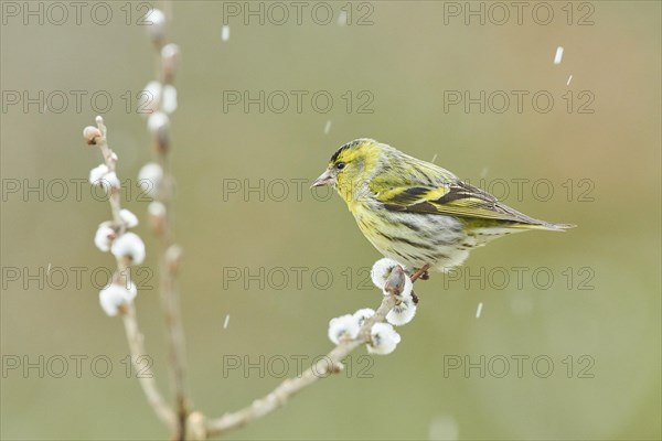 Eurasian siskin