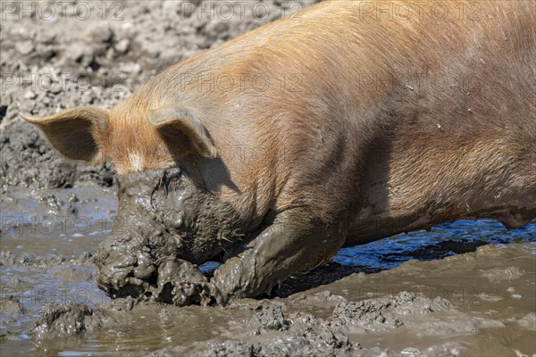 Duroc pig