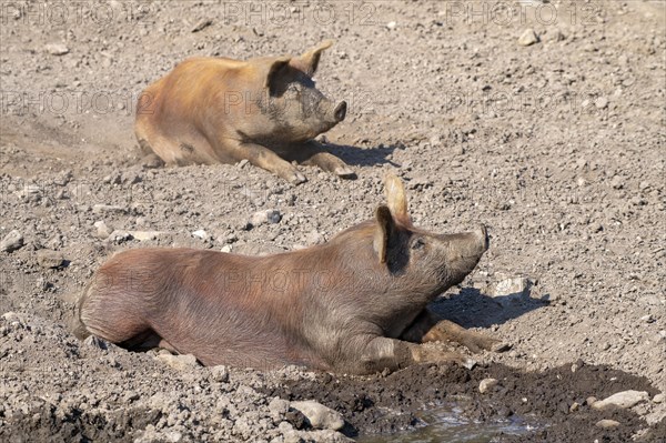 Duroc pig