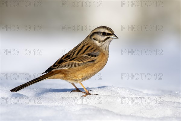 Rock Bunting