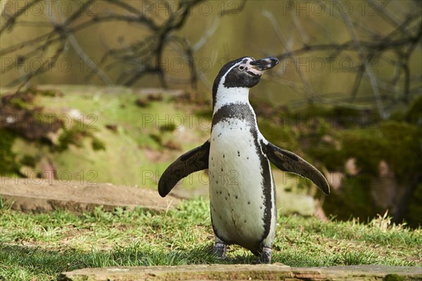 Humboldt penguin