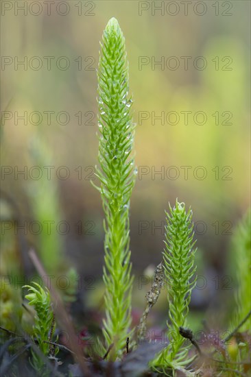 Inundated Club Moss