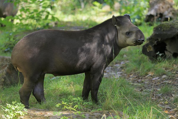 Lowland tapir