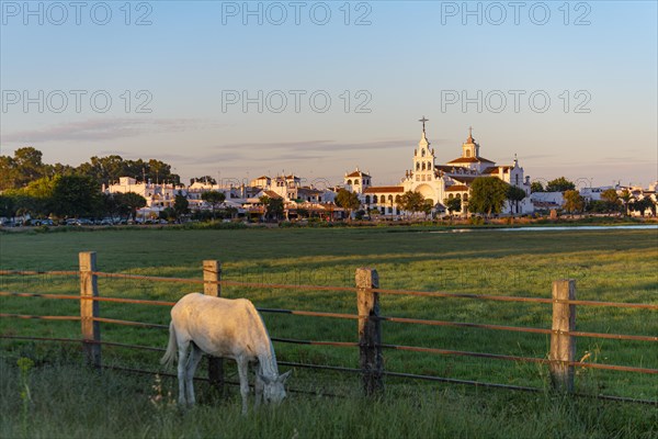 Horse grazing in a meadow