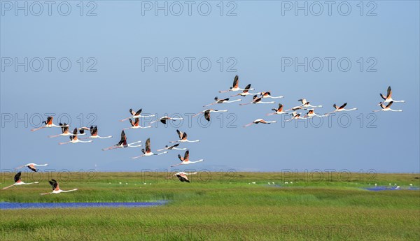 Greater flamingos