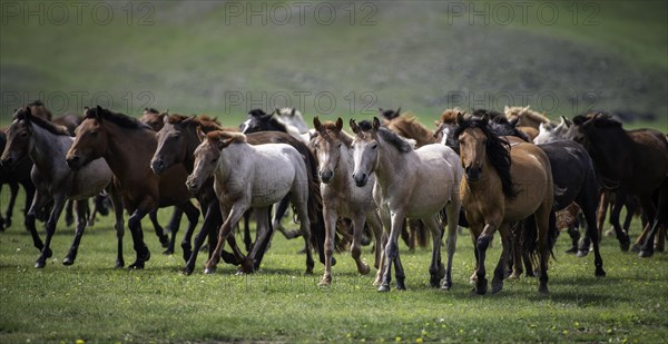 Domestic Horses