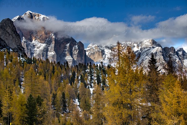 Snowy mountain peaks of the Civetta group with autumn lark forest in the foreground