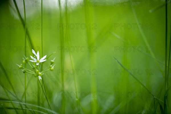 Ramsons flower