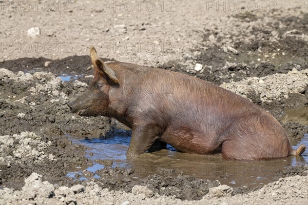 Duroc pig