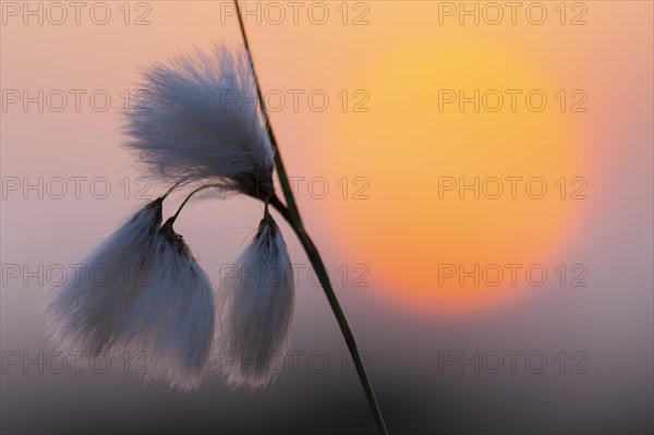 Common cottongrass