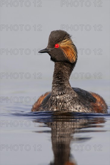 Black-necked Grebe