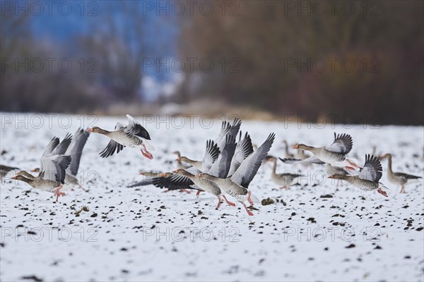 Starting Greylag goose