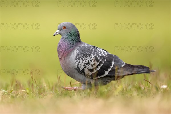 City dove