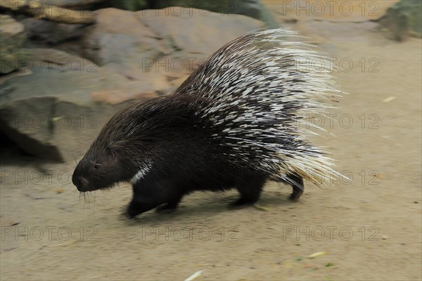 Indian white-tailed porcupine