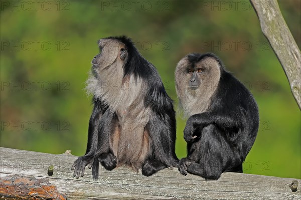 Lion-tailed macaque