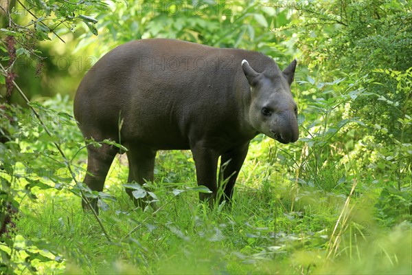 Lowland tapir