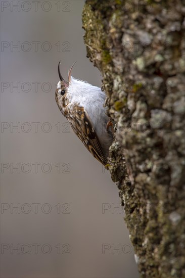 Eurasian Treecreeper